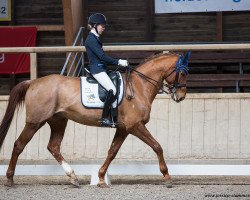 dressage horse Zontano (Mecklenburg, 2005, from Zigeunerheld xx)