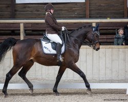 dressage horse Vincens Gg (Trakehner, 2005, from Epernay)