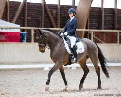 dressage horse Sergio 26 (Oldenburg, 2004, from Sandro Hit)