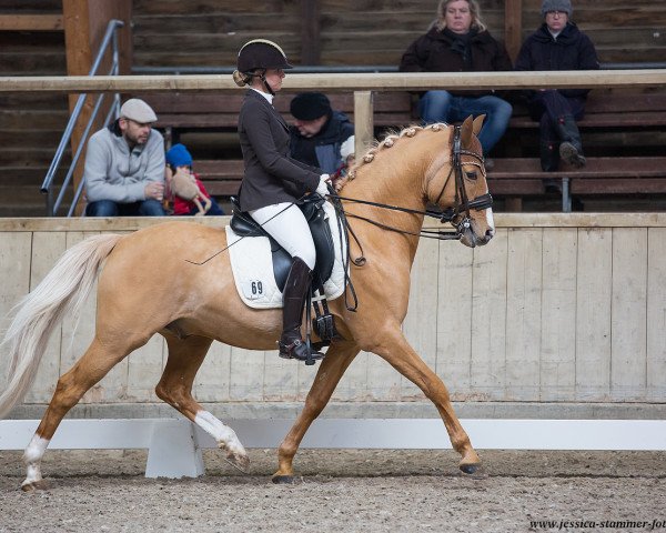 stallion Diamond Heart (German Riding Pony, 2008, from FS Don't Worry)
