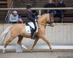 Deckhengst Diamond Heart (Deutsches Reitpony, 2008, von FS Don't Worry)