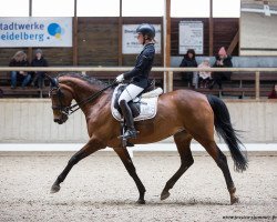 dressage horse Scusi L (Württemberger, 2010, from Shalom D'Altenbach)