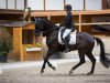 dressage horse San Aurelio 2 (Hanoverian, 2013, from San Amour I)