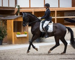 dressage horse San Aurelio 2 (Hanoverian, 2013, from San Amour I)