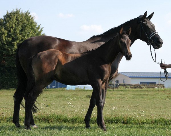 Deckhengst Antonio (Trakehner, 2020, von Interconti)