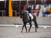 dressage horse Humboldt F (Hanoverian, 2009, from Hampton)