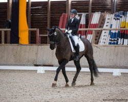 dressage horse Humboldt F (Hanoverian, 2009, from Hampton)