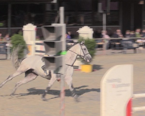 Reitturnier Appelhülsen 2015