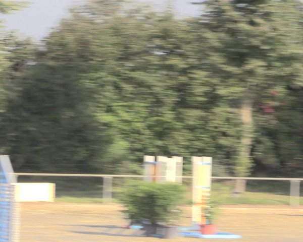 Reitturnier Appelhülsen 2015