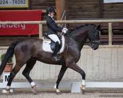 dressage horse Rikito (Hanoverian, 2007, from Rotspon)