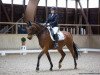 dressage horse Monroe 15 (Hessian Warmblood, 2003, from Marcodeur)