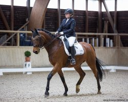 dressage horse Monroe 15 (Hessian Warmblood, 2003, from Marcodeur)