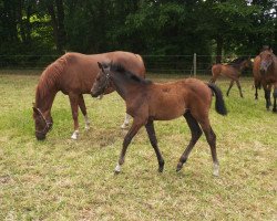 broodmare Vivien (Hanoverian, 2011, from Uccello)