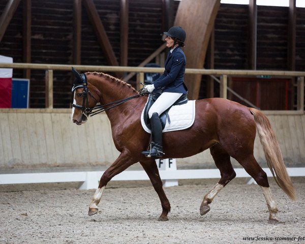 dressage horse Lolly 17 (Hanoverian, 2008, from Londontime)