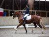 dressage horse Lolly 17 (Hanoverian, 2008, from Londontime)