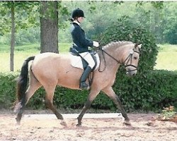 broodmare Creta (German Riding Pony, 1992, from Conar)