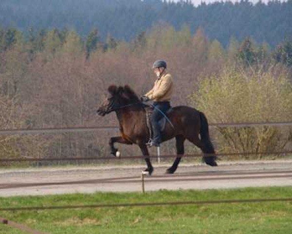 broodmare Væna frá Aldenghoor (Iceland Horse, 2004, from Elrir frá Heiði)