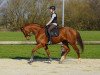 dressage horse Despasito 2 (German Sport Horse, 2014, from Desperados FRH)