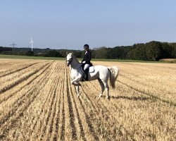 dressage horse Miss Dolly (Connemara Pony, 2008)