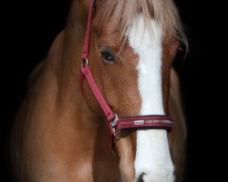 Springpferd Hugo Boss H.d. (KWPN (Niederländisches Warmblut), 2012, von Tangelo van de Zuuthoeve)