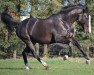 Pferd Evolution H (Schwedisches Warmblut, 1999, von Elmshorn)