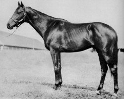 stallion Ponder xx (Thoroughbred, 1946, from Pensive xx)