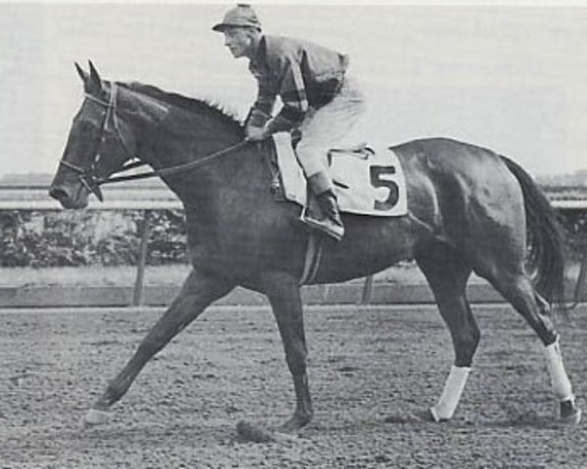 broodmare Real Delight xx (Thoroughbred, 1949, from Bull Lea xx)