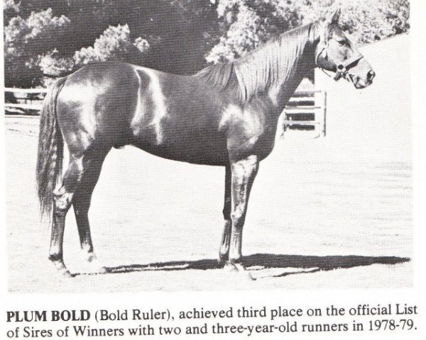 stallion Plum Bold xx (Thoroughbred, 1969, from Bold Ruler xx)