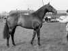 stallion All Wins xx (Thoroughbred, 1982, from Plum Bold xx)