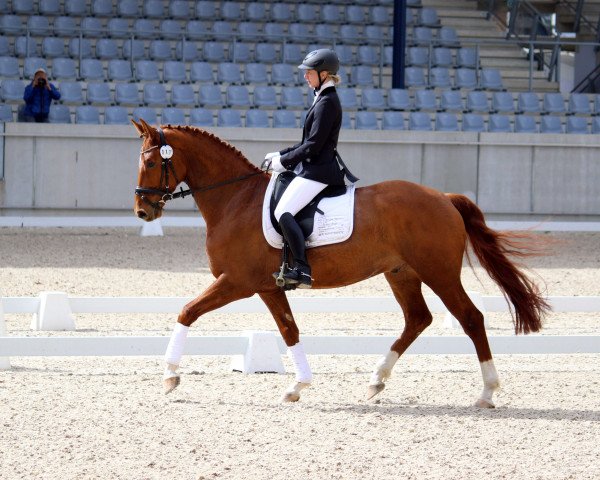 horse Der Clou (Hanoverian, 2011)