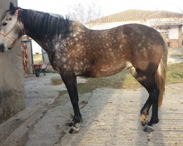 Pferd RISUEÑA (Andalusier,  )