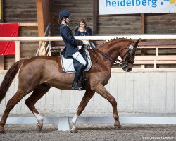 dressage horse Frühlingsrubin (Oldenburg, 2003, from Rubin Royal OLD)