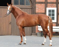 stallion For Space (Hanoverian, 2017, from For Pleasure)