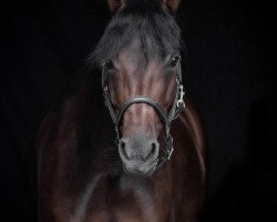 dressage horse Calido's Philia K (German Riding Pony, 2015, from Calido G)