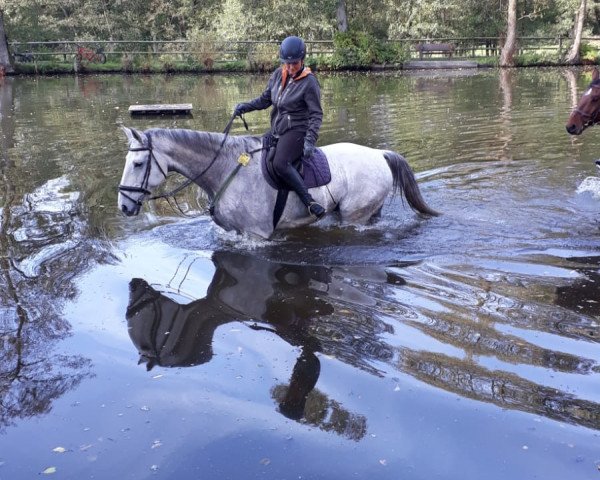 horse Avolino (Czech Warmblood, 2002, from S I E C Atlas)