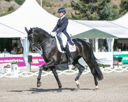 dressage horse Wantana 12 (Oldenburg, 2011, from Destano)