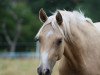 broodmare Blumberg's Honigbiene Ox (Arabian thoroughbred, 2017, from HAB Grand Couleur)