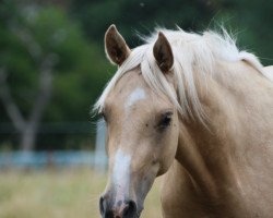 broodmare Blumberg's Honigbiene Ox (Arabian thoroughbred, 2017, from HAB Grand Couleur)