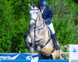 jumper Pikador 17 (Polish Warmblood, 2014, from Opal)