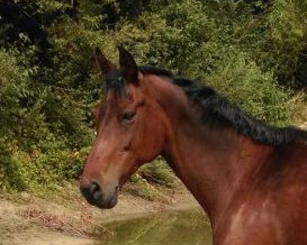 broodmare Ricciana (Westphalian, 2004, from Riccione)