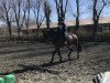 jumper Crilando (Oldenburg show jumper, 2007, from Cristo)