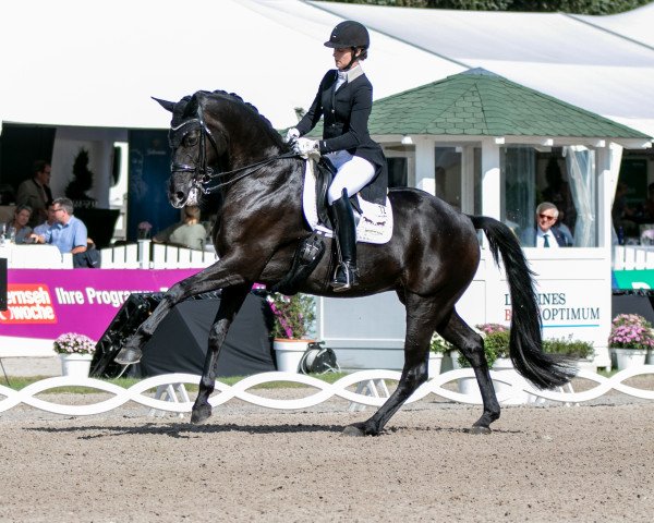 dressage horse Quadrophenia 7 (Hanoverian, 2012, from Quasar de Charry)