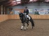 dressage horse Cenzo (Hanoverian, 2011, from Contendros Bube)