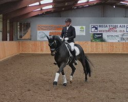 dressage horse Cenzo (Hanoverian, 2011, from Contendros Bube)