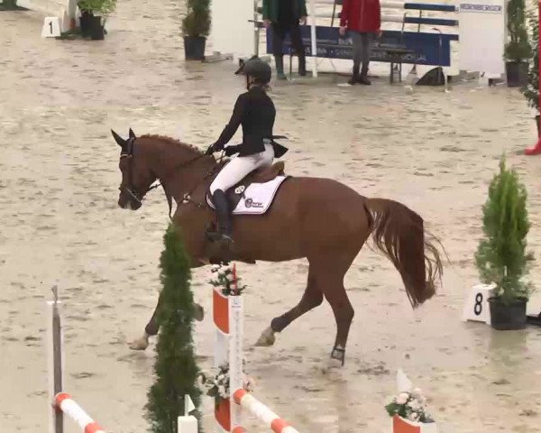 Reitturnier Linkenheim-Hochstetten 2015