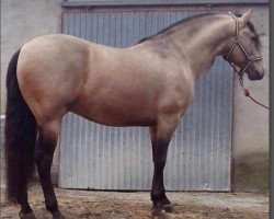 stallion Platino X (Pura Raza Espanola (PRE), 2007, from Divino XVIII)