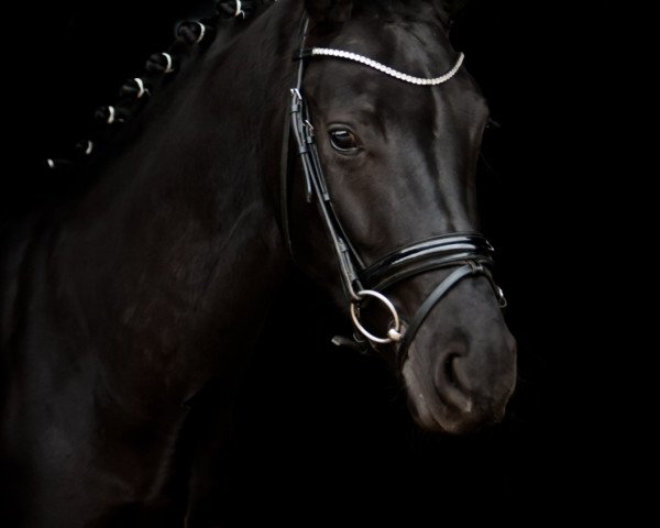 dressage horse Daily Sunshine 22 (Oldenburg, 2015, from Damsey FRH)
