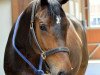 dressage horse Fantastic Boy 9 (Hanoverian, 2010, from Fuechtels Floriscount OLD)