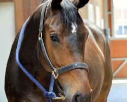 dressage horse Fantastic Boy 9 (Hanoverian, 2010, from Fuechtels Floriscount OLD)