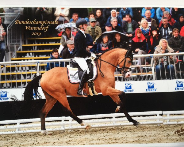 dressage horse D'Accord T 3 (German Riding Pony, 2016, from Dance For Me)